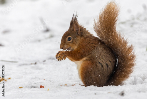 Scottish red squirrel in the snow eating a nut
