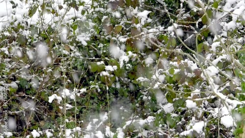 snow gently falling against the backdrop of a forest 