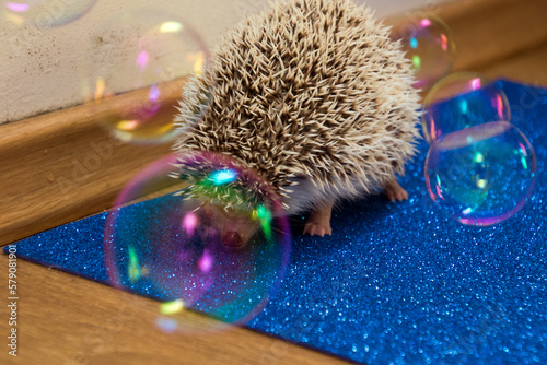 hedgehog with christmas tree photo