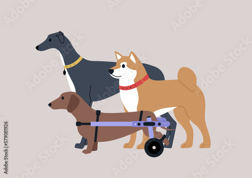 A group of three dogs, a Shiba inu, a Greyhound, and a sausage dog with a moving disability using a wheelchair support