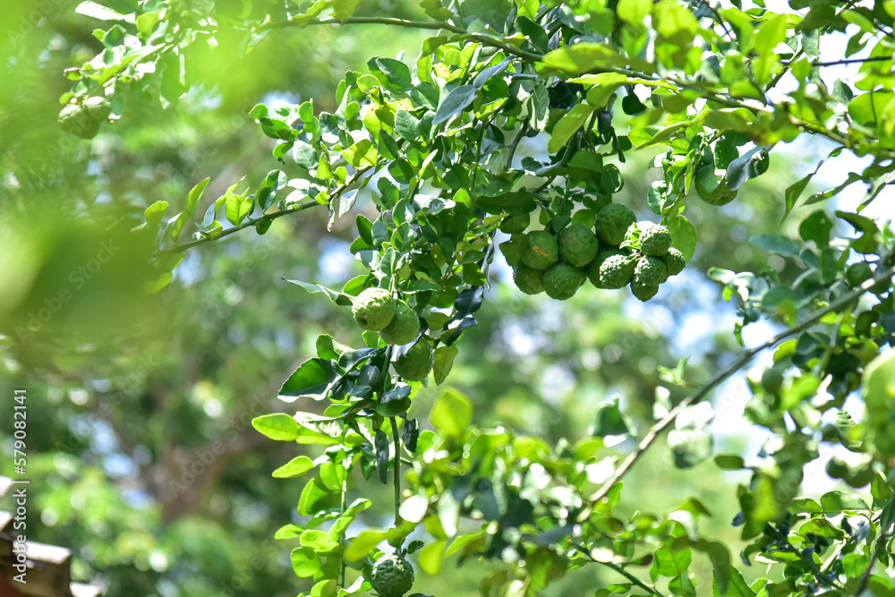 ฺBergamot fruit on tree. Herb garden