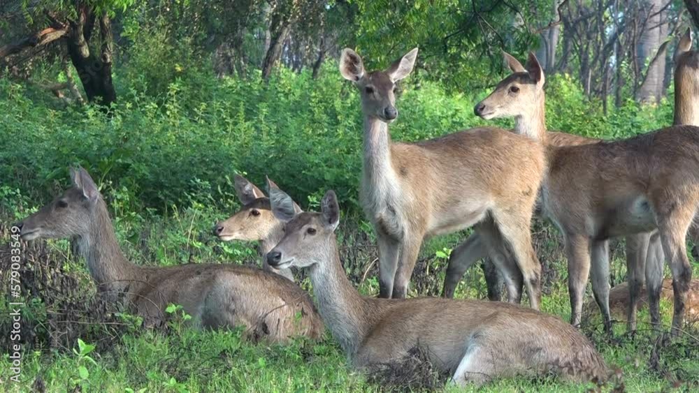 Bawean deer activity in Baluran Banyuwangi National Park Bawean deer activity in Baluran Banyuwangi National Park