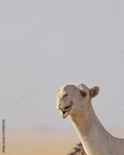 Camels In the Kuwait Desert © Yousef