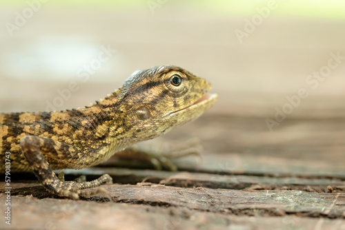 Closeup of green chameleon cub head isolated on blurred background