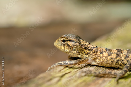 Closeup of green chameleon cub head isolated on blurred background
