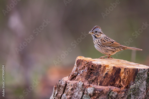 Obraz na plátně Lincoln's sparrow perched on a log