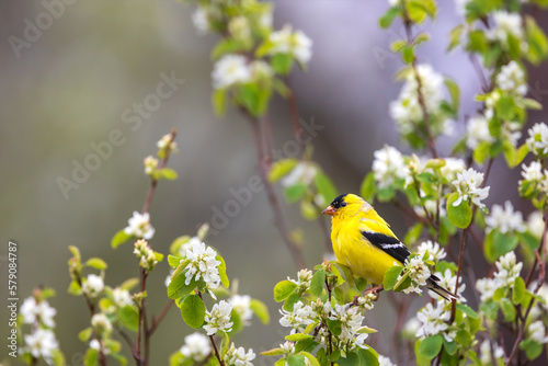 American goldfinch in a blooming shadbush tree