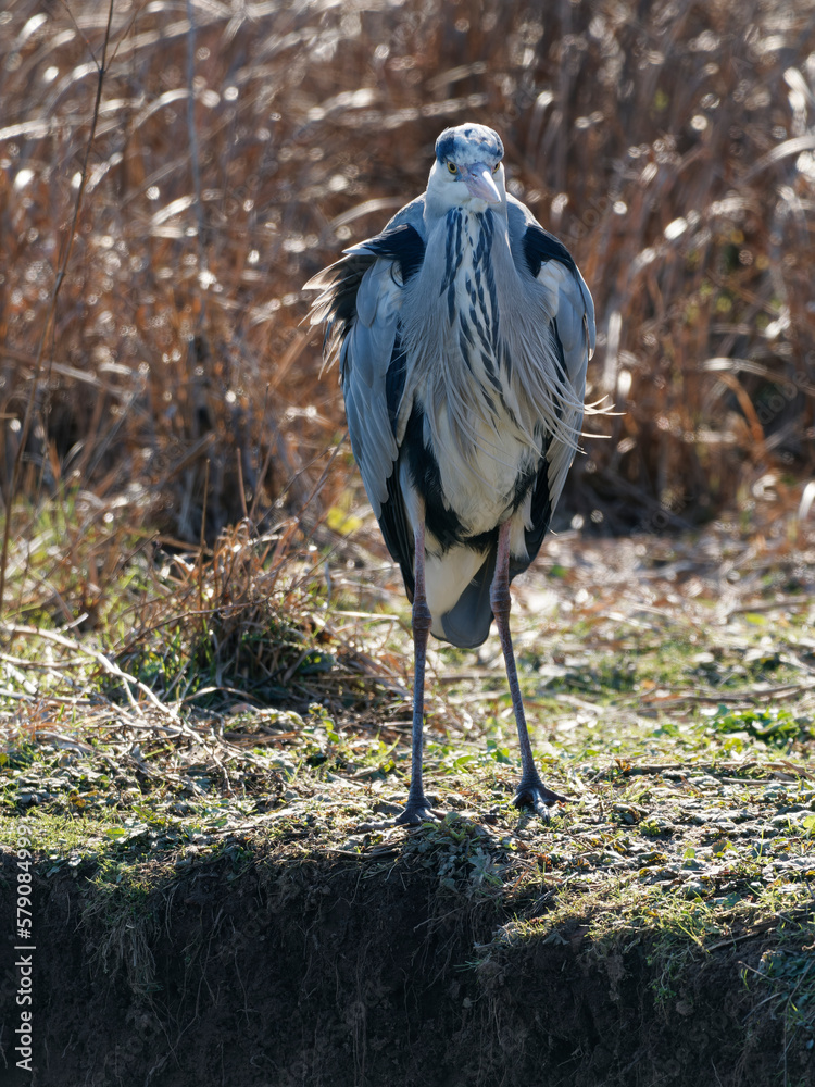 Fototapeta premium Graureiher, Ardea cinerea