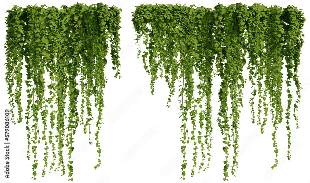 ivy plants isolated on transparent background, 3d rendering	
 - obrazy, fototapety, plakaty 