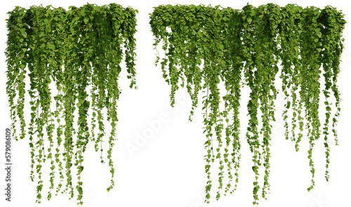 Valokuva ivy plants isolated on transparent background, 3d rendering