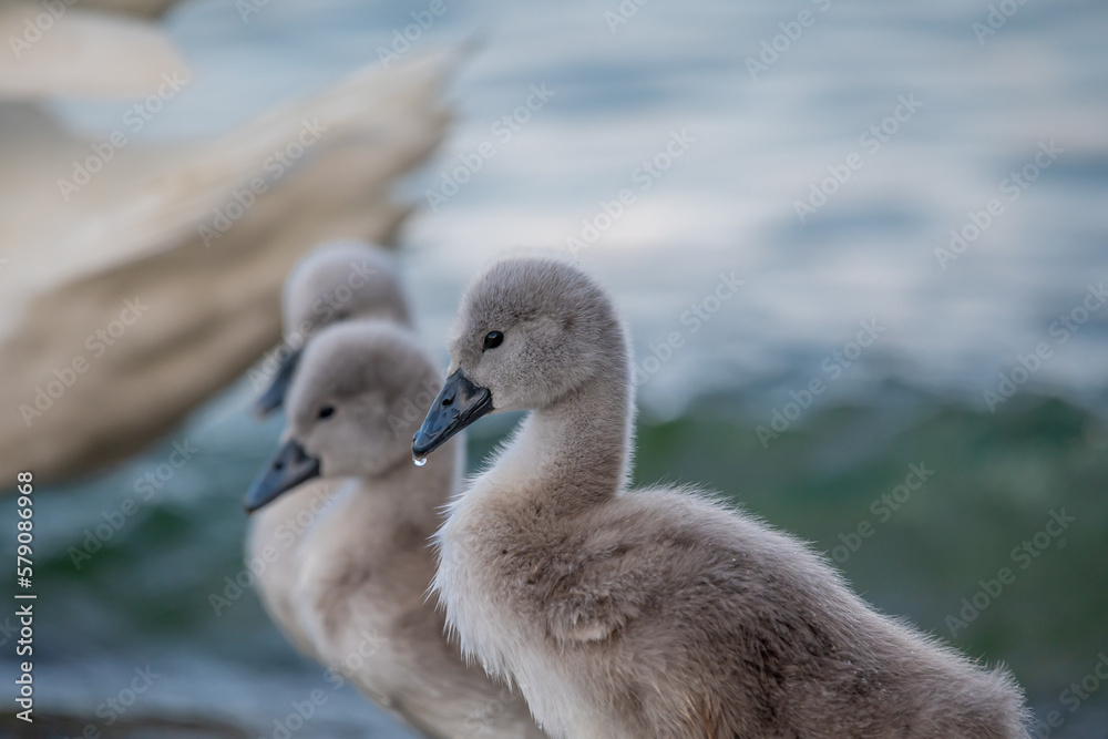 Portrait of baby swans. Mute swan cygnets. Cygnus olor. Portrait of baby swans. Mute swan cygnets. Cygnus olor.