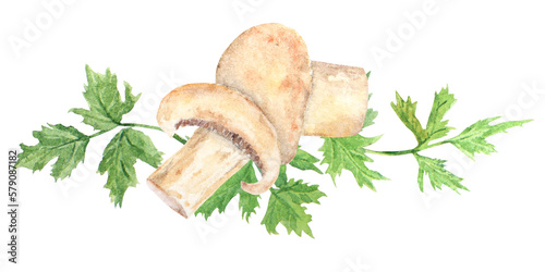 Watercolor hand drawn illustration of mushroom. Champignon and parsley photo