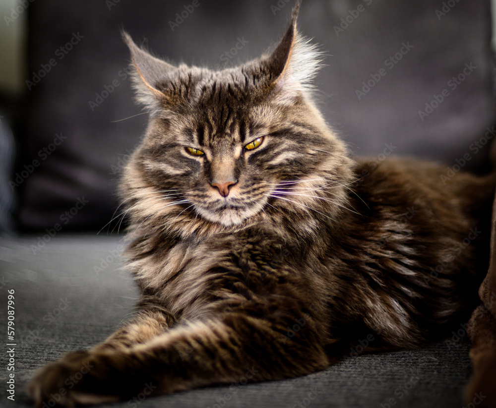 portrait of a Maine Coon cat on a dark background 3