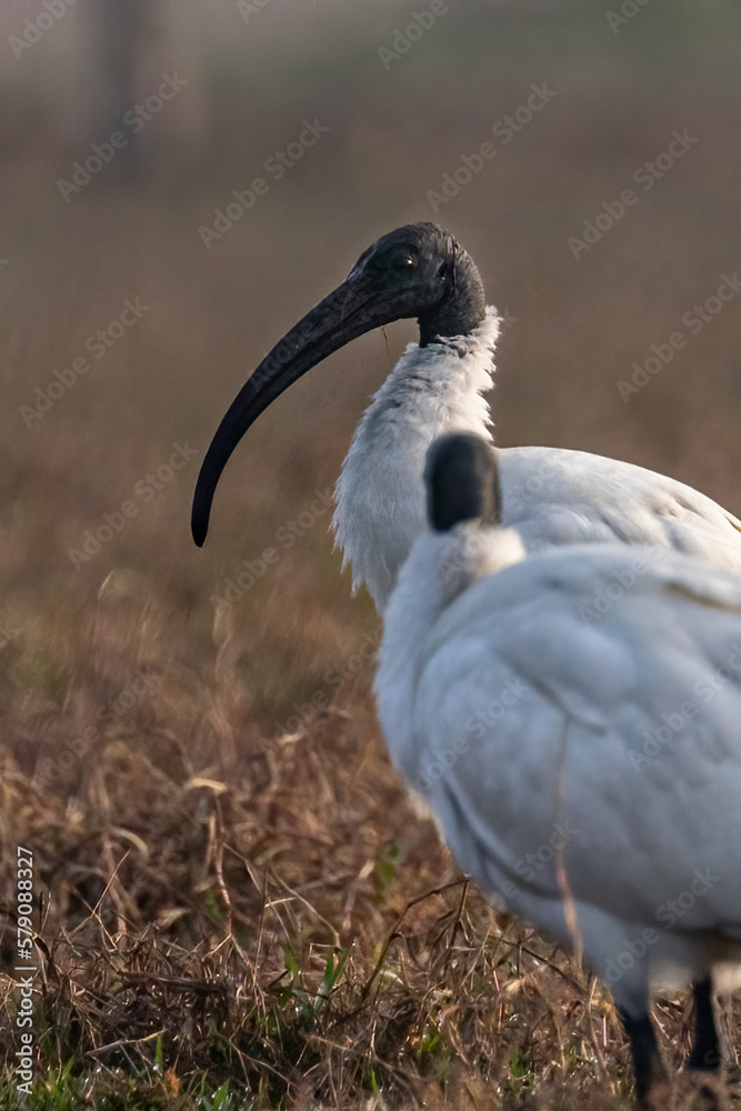 Obraz premium A Black Headed Ibis