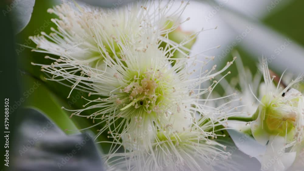 Watery rose apple fruit plant flowers in bloom swaying in the wind Watery rose apple fruit plant flowers in bloom swaying in the wind