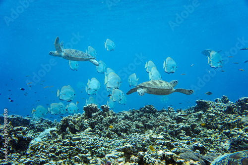 Indonesia travelling and the underwater world. Coral reef, sea turtle, barracuda and more