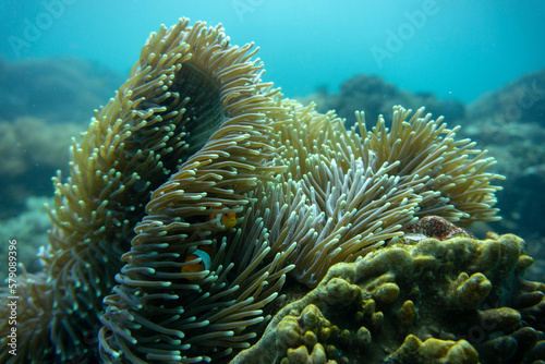 Indonesia travelling and the underwater world. Coral reef  sea turtle  barracuda and more