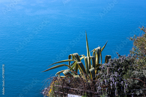 Obraz na plátně Giardino marino con Agave americana variegata tra gli arbusti e sfondo mare azzu