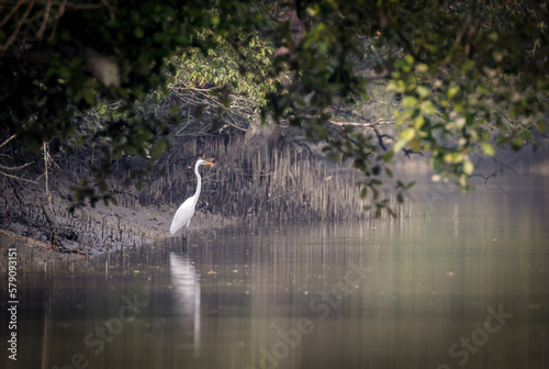 A Bird in the Sundarbans canal.Sundarbans is the biggest natural mangrove forest in the world, located between Bangladesh and India.this photo was taken from Bangladesh.
