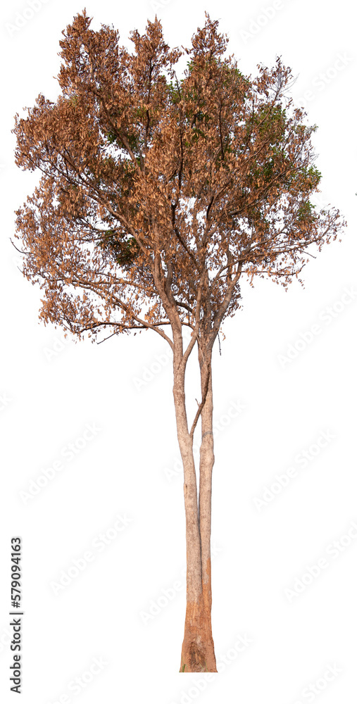 Fototapeta premium death tree PNG file transparent background