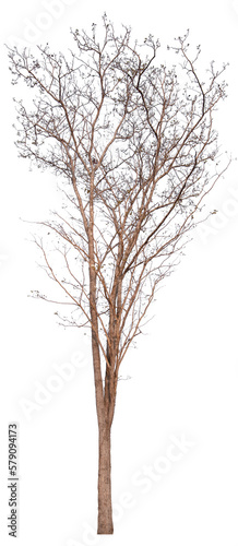 death tree PNG file transparent background