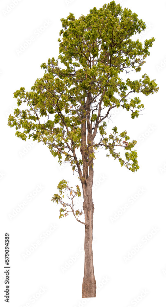 PNG tree transparent background, hight qaulity real tree soft light shooting  