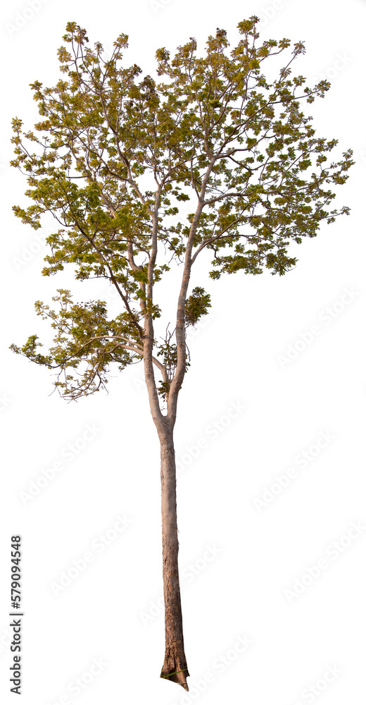 Fototapeta premium PNG tree transparent background, hight qaulity real tree soft light shooting 