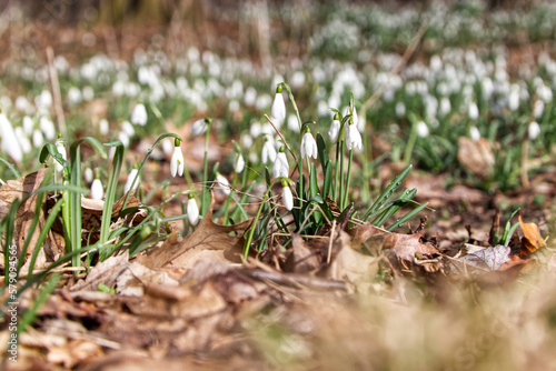 A carpet of snowdrops with white flowers and small bush of it on the foreground