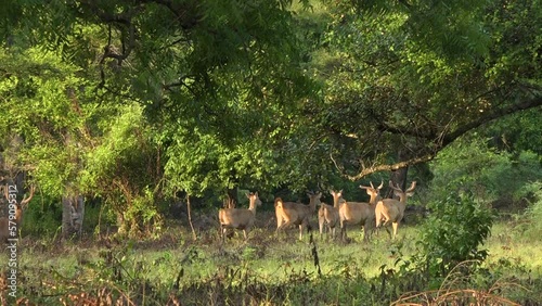 Bawean deer activity in Baluran Banyuwangi National Park photo