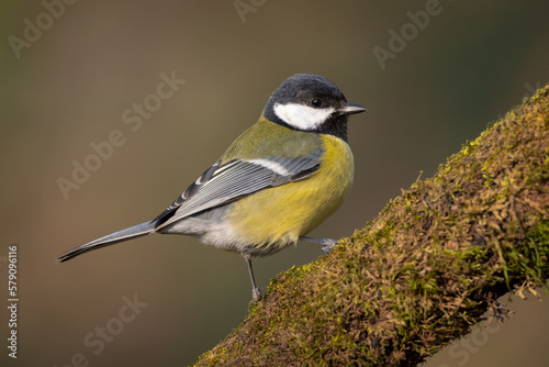 Great tit perched on branch looking at camera. Parus major