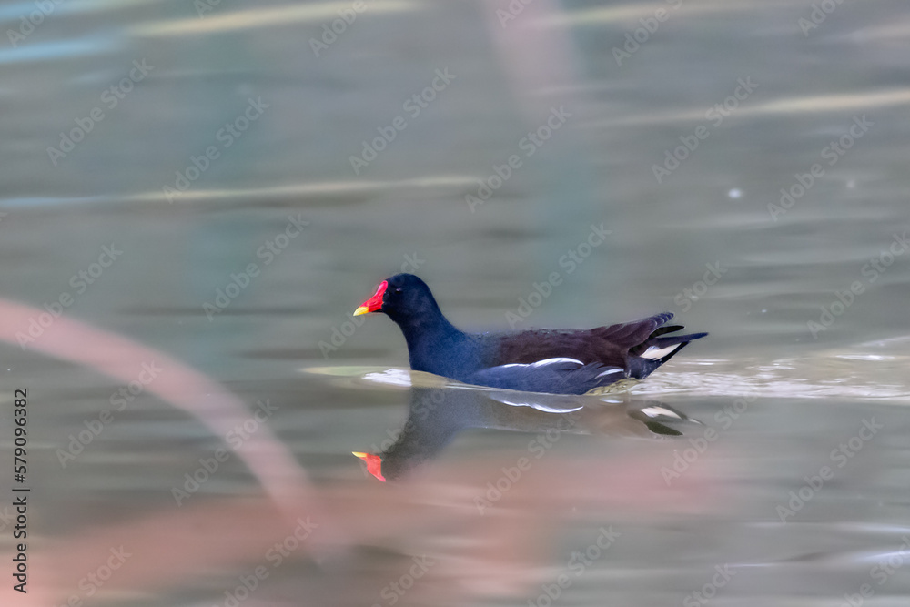 Obraz premium Common Moorhen swimming on the surface of a pond