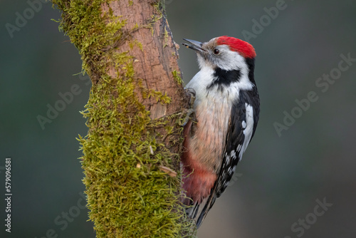 Middle spotted woodpecker bird Dendrocopos medius photo
