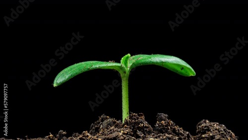 Macro time lapse of fresh cucumber growing. Close-up of the germination and growth of tiny leaves, rotating during growth. Healthy vegan food concept. Motorized panoramic movement. On a black