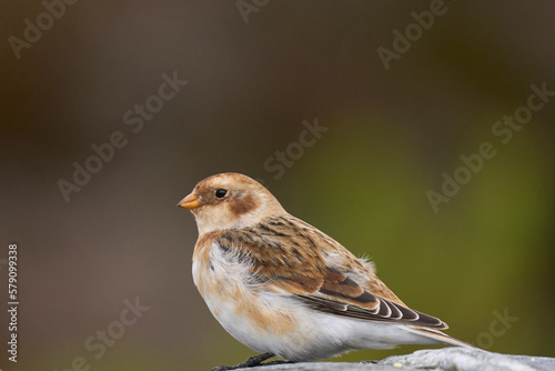 Snow Bunting (Plectrophenax nivalis) in winter in the highlands of Scotland, United Kingdom. © JeremyRichards
