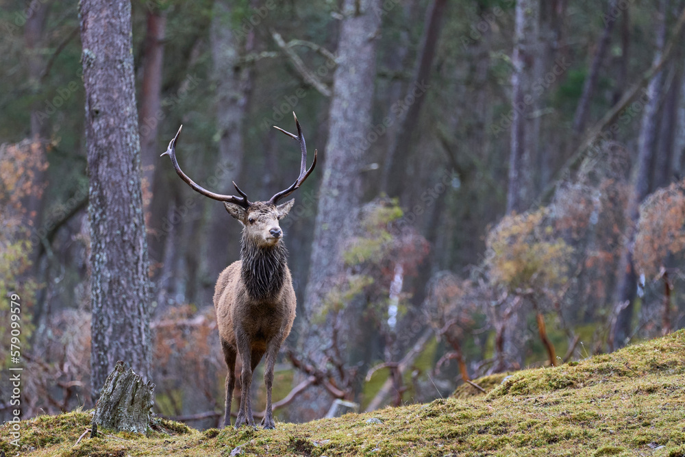 Fototapeta premium Red Deer stag (Cervus elaphus) standing amongst trees in a pine woodland in the highlands of Scotland, United Kingdom.