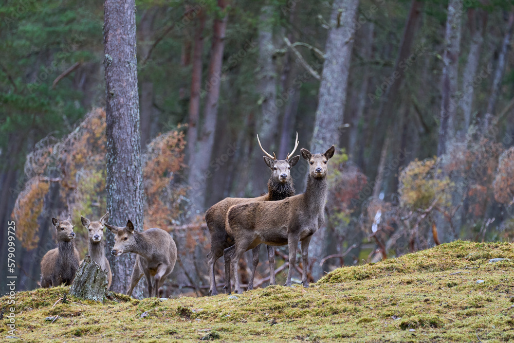 Red Deer hind (Cervus elaphus) standing amongst trees in a pine woodland in the highlands of Scotland, United Kingdom. Red Deer hind (Cervus elaphus) standing amongst trees in a pine woodland in the highlands of Scotland, United Kingdom.