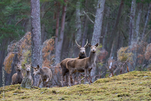 Red Deer hind  Cervus elaphus  standing amongst trees in a pine woodland in the highlands of Scotland  United Kingdom.