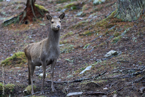 Red Deer hind (Cervus elaphus) standing amongst trees in a pine woodland in the highlands of Scotland, United Kingdom.