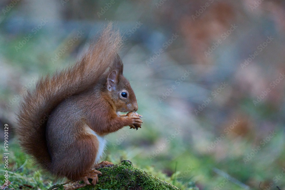 Red Squirrel (Sciurus vulgaris) eating a nut in woodland during winter in the highlands of Scotland, United Kingdom. Red Squirrel (Sciurus vulgaris) eating a nut in woodland during winter in the highlands of Scotland, United Kingdom.
