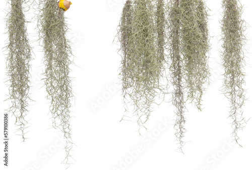 Spanish moss isolate on white background. Clipping path. photo