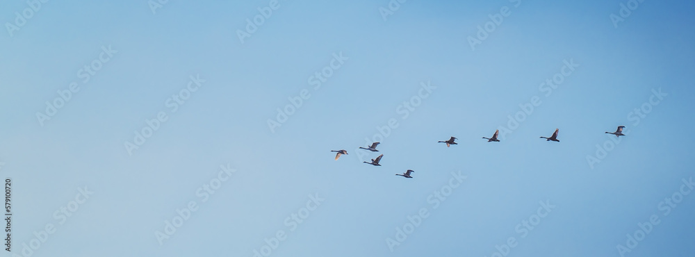 Flock of migrating greylag geese flying in V-formation