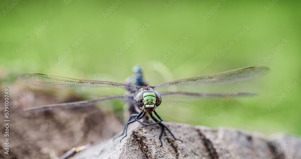 Beautiful nature scene with dragonfly outdoor in the nature habitat. Beautiful nature scene with dragonfly outdoor in the nature habitat.