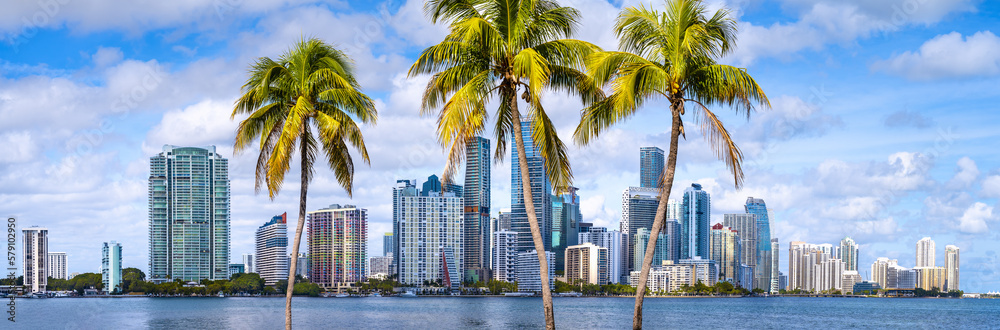 Palm Trees Miami Florida