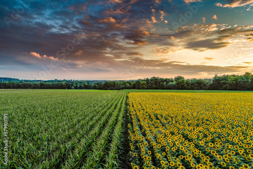 Fototapete Ein Mais- und Sonnenblumenfeld treffen sich in der Mitte