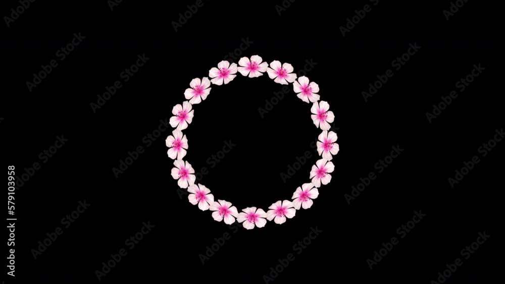 Circular Flowers frame, blooming pink cherry blossom 3D flowers animated isolated on black background with alpha matte. Circular Flowers frame, blooming pink cherry blossom 3D flowers animated isolated on black background with alpha matte.