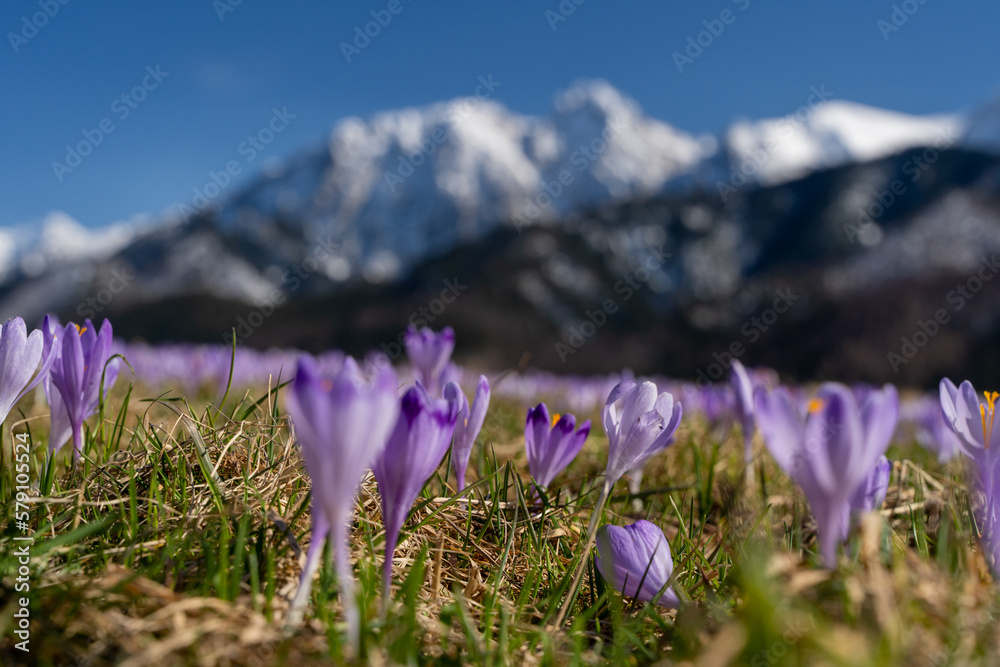 krokus, krokusy , kwiat, kwiaty, przedwiośnie, wiosna, zima, śnieg, góry , zakopane, tatry