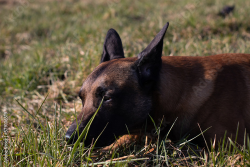 malinois portrait photo