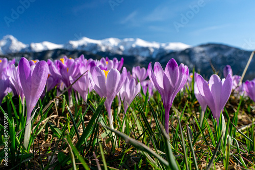 krokus, krokusy , kwiat, kwiaty, przedwiośnie, wiosna, zima, śnieg, góry , zakopane, tatry