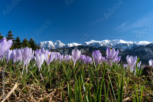 krokus, krokusy , kwiat, kwiaty, przedwiośnie, wiosna, zima, śnieg, góry , zakopane, tatry © Daniel Folek