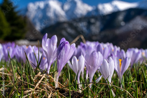 krokus, krokusy , kwiat, kwiaty, przedwiośnie, wiosna, zima, śnieg, góry , zakopane, tatry